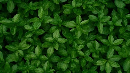 Lush Green Foliage Background Texture, Dense Greenery