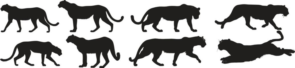 Collection of black panther silhouette in various poses isolated on a white background animal vector