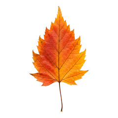 Fototapeta premium Single autumn maple leaf with vibrant colors