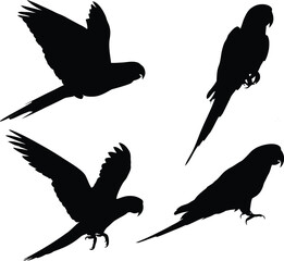 Four parrot silhouettes showcased against a white backdrop with varied poses and wing positions visible clearly