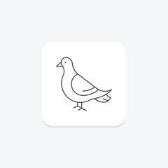 Pigeon, vector, pixel perfect, illustrator file