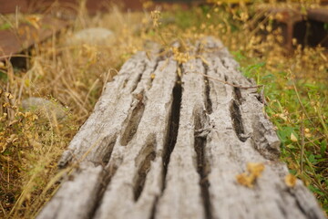 Closeup of Weathered and Decayed Wood with Texture