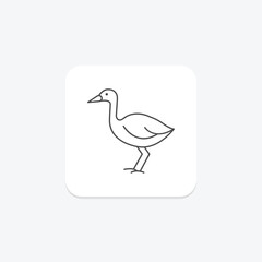 Swamphen, vector, pixel perfect, illustrator file