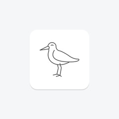 Obraz premium Oystercatcher, vector, pixel perfect, illustrator file