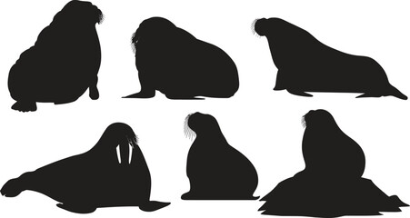 A collection of walrus silhouettes in various poses against a white background in a vector format