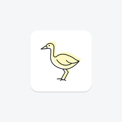Swamphen, vector, pixel perfect, illustrator file