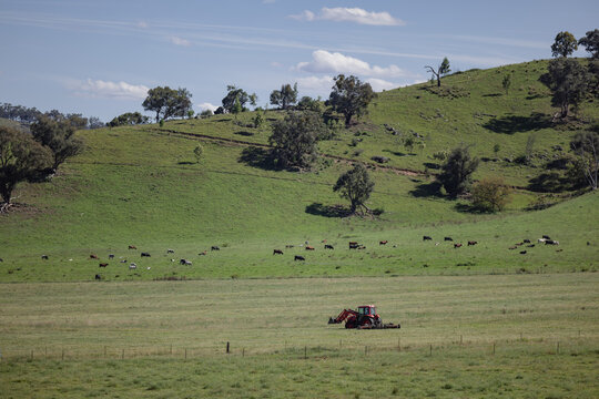 Lush green hills with cows grazing and red tractor in open field under clear sky