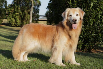 Golden Retriever Labrador in a farm field