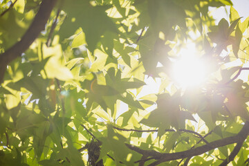 Sunlight through a dense canopy of green leaves on a warm, peaceful day in nature