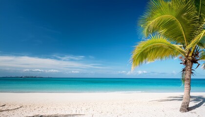 Obraz premium palm tree on a white sand beach and blue sea sunny day summer and vacation concept