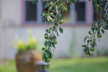 Young pears on a lush tree branch in a serene garden with soft-focus background