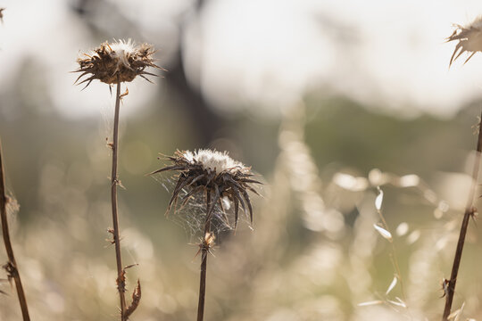 Dried thistle flowers with warm sunlight highlighting textures and details
