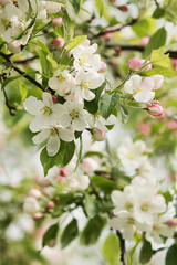 apple tree blossom