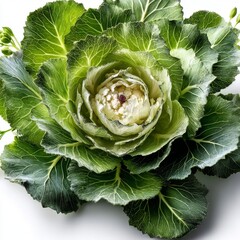 Obraz premium romanesco cauliflower and kale arrangement