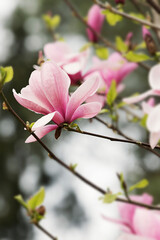 Fototapeta premium pink magnolia flowers