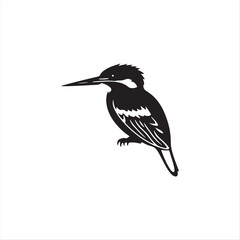 Fototapeta premium Black crowned kingfisher is a black and white avian animal with a strong beak, often found in wild nature