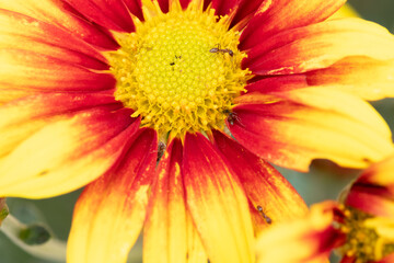 flor de cristantemo amarillo y rojo con hormigas