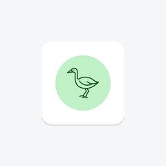 Lapwing, vector, pixel perfect, illustrator file