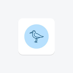 Oystercatcher, vector, pixel perfect, illustrator file