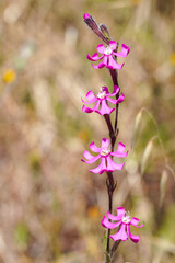 Wildflowers (Silene scabriflora)