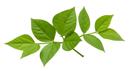 Fresh green leaves stem image