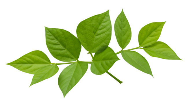 Fresh green leaves stem image