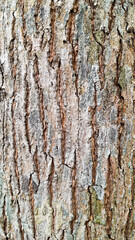 A close-up view of a tree bark showcasing its intricate texture and natural patterns, embodying the raw beauty of nature