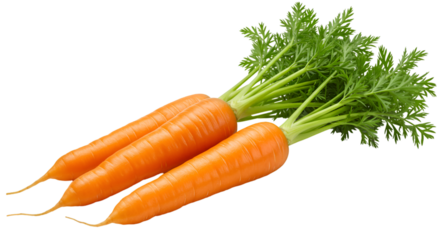 Fresh organic carrots