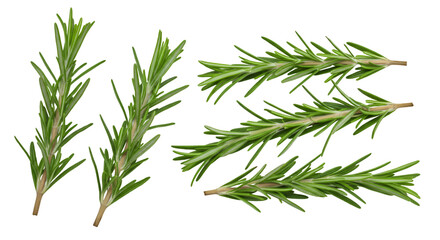 Obraz premium Fresh rosemary sprigs isolated on black