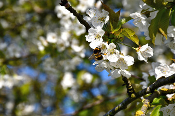 Printemps