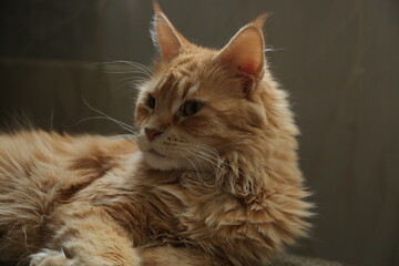 Fun face feline cat calm lying on the sofa. Yellow cute emotion eyes, cute ears. Closeup portrait in natural lighting, untouched colors in home indoors. Closeup	
