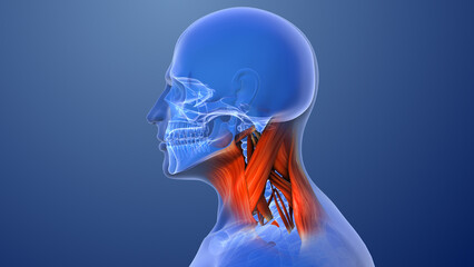 Cervical Spine Whiplash Injury from Impact