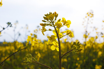 Rural landscape with blooming yellow rapeseed flowers in spring field under soft sunlight against white cloudy sky. Selective focus
