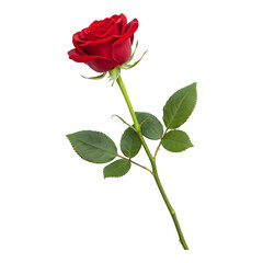 Obraz premium Vivid red rose design embodying passion and romance