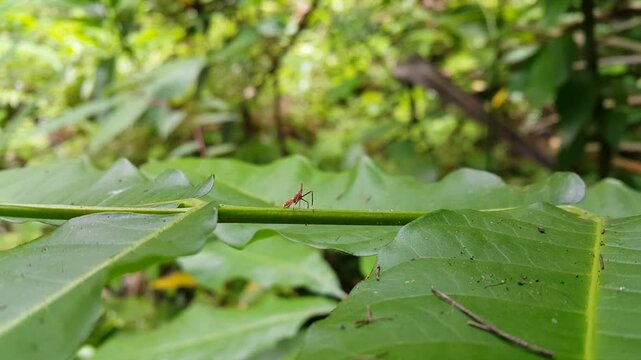 Dictyophara is the type genus of planthoppers belonging to the family Dictyopharidae and tribe Dictyopharini, containing five subgenera. red treehopper nymph, Pandanus planthopper, Flatidae.