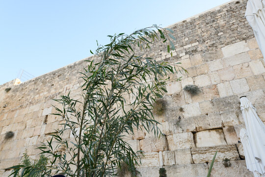 Large willow branches, one of the four plant species used during the observance of Sukkot, held aloft by worshippers at the Western Wall ion the holiday of Hoshana Rabba in Israel.