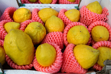Yellow etrog or citron fruits, used in the ritual observance of the Jewish holiday of sukkot, laid out on a table and offered for sale in a market in Jerusalem.