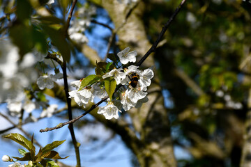 Bourdon et cerisier