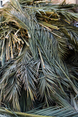 Cut date palm branches piled high on a Jerusalem street ahead of the Jewish festival of Sukkot. The branches are sold to use as roofing on temporary huts called Sukkot.