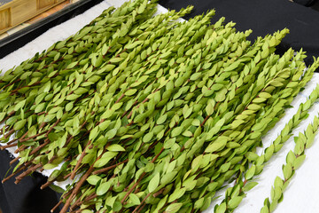 Closeup of freshly cut hadas or myrtle branches, one of the four plant species used in the ritual...