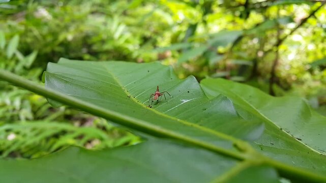 Aesthetic footage, red treehopper nymph (Dictyophara) resting on a green leaf. 4k footage focus on foreground. Perfect for documentaries in tropical rainforests.