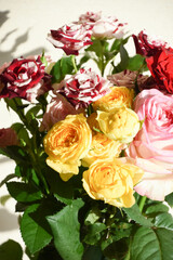 カラフルな薔薇