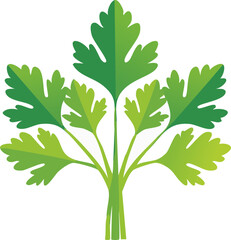 green coriander leavaes