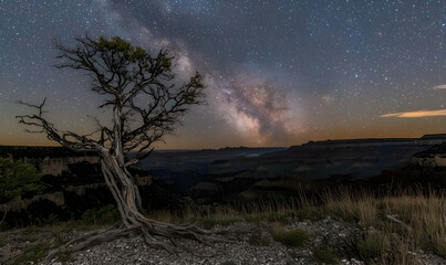Ancient Tree Silhouetted Against Starry Night and Canyon