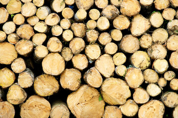 Stacked Logs Background with Natural Wood Texture and Patterns