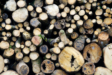 Stacked Logs and Tree Trunks, Natural Wood Background Texture