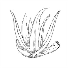 Monochrome aloe vera plant with two lower leaves cut off with drops vector isolated illustration painted by black inks. Healthy succulent for skin care branding, cosmetology, cosmetic products