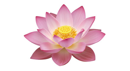 Pink lotus flower closeup