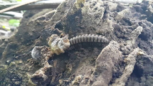Myriapods are the members of the subphylum Myriapoda, containing arthropods such as millipedes and centipedes. The group contains about 13,000 species, all of them terrestrial. Centipedes.