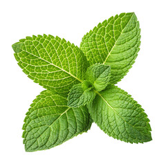 Fresh green mint leaves close up on transparent background, aromatic herb detail